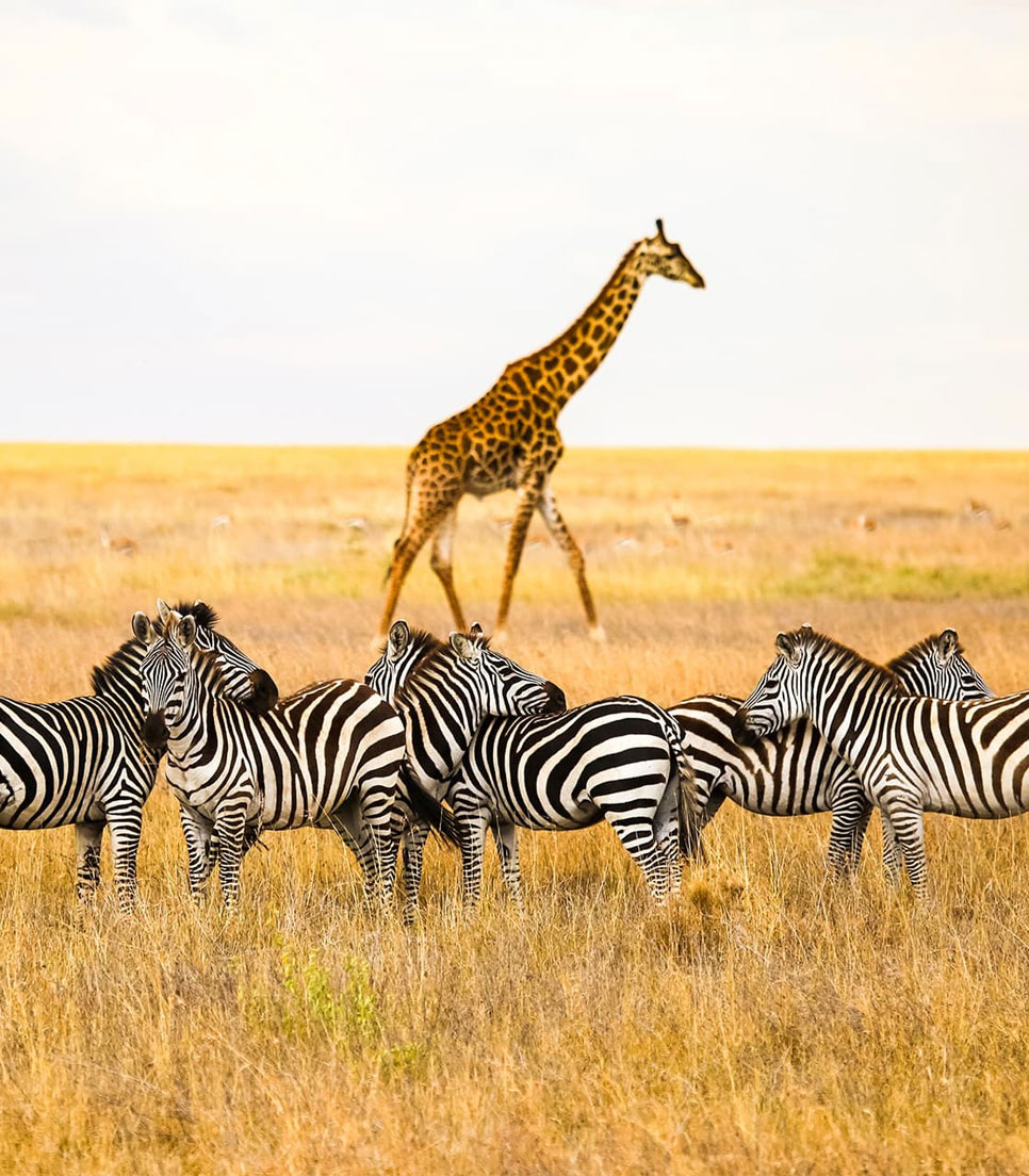 6 days the best of northern circuit tanzania safari