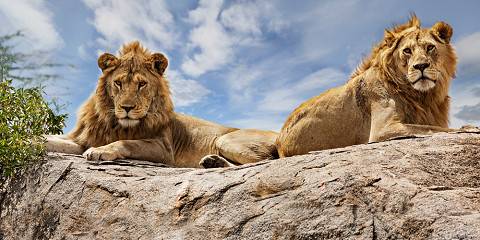 Northern_Serengeti_National_Park_010